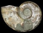 Polished Ammonite (Anapuzosia?) Fossil - Madagascar #25209-1